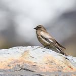 Brandt's Mountain Finch / Leucosticte brandti