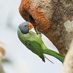 Slaty-headed Parakeet / Psittacula himalayana