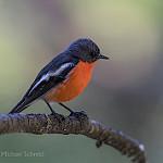 Flame Robin / Petroica phoenicea