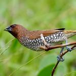 Scaly-breasted Munia / Lonchura punctulata