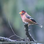 Spectacled Finch / Callacanthis burtoni