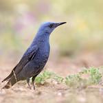 Синий каменный дрозд / Monticola solitarius