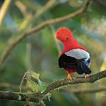 Guianan Cock-of-the-rock / Rupicola rupicola