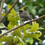 Черноголовая белоглазка / Zosterops melanocephalus