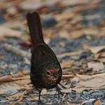 Pilotbird / Pycnoptilus floccosus