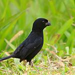 Variable Seedeater / Sporophila corvina