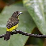 Sulphur-rumped Tanager / Heterospingus rubrifrons