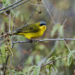 Black-lored Yellowthroat / Geothlypis auricularis