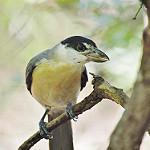 Белогорлая ванга / Xenopirostris damii