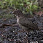 Скромный дрозд / Turdus plebejus