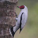 Масковая титира / Tityra semifasciata