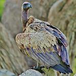 Капский сип / Gyps coprotheres