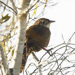 Zapata Wren / Ferminia cerverai