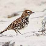 Karoo Lark / Calendulauda albescens