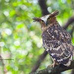 Buffy Fish Owl / Ketupa ketupu