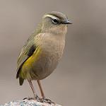 New Zealand Rockwren / Xenicus gilviventris