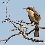 Chestnut-crowned Babbler / Pomatostomus ruficeps