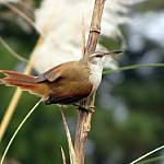 Straight-billed Reedhaunter / Limnoctites rectirostris