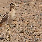 Peruvian Thick-knee / Hesperoburhinus superciliaris