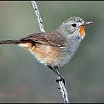 Redthroat / Pyrrholaemus brunneus