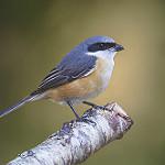 Grey-backed Shrike / Lanius tephronotus