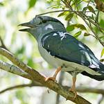 Куролообразные / Leptosomiformes фото
