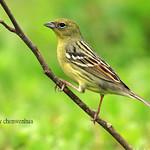 Японская овсянка / Emberiza sulphurata