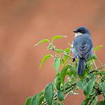Cinereous Warbling Finch / Microspingus cinereus