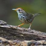 Пятнистогрудая тимелия-говорушка / Pellorneum ruficeps
