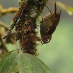 Spectacled Prickletail / Siptornis striaticollis