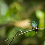 Rufous-vented Whitetip / Urosticte ruficrissa