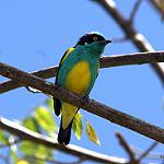 Yellow-tufted Dacnis / Dacnis egregia