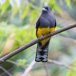 Зеленохвостый трогон / Trogon viridis
