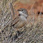 Short-tailed Grasswren / Amytornis merrotsyi