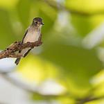 Black-browed Fulvetta / Alcippe grotei