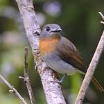 White-bellied Blue Flycatcher / Cyornis pallidipes
