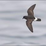 Прямохвостая качурка / Hydrobates pelagicus