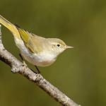 Светлобрюхая пеночка / Phylloscopus bonelli