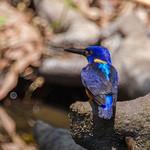 Бирюзовый зимородок / Alcedo quadribrachys