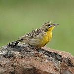 Желтогрудый шпорничек / Anthus chloris