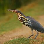 Black Bittern / Botaurus flavicollis