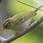 Yellow-vented Warbler / Phylloscopus cantator