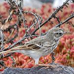 Короткохвостый конёк / Anthus brachyurus