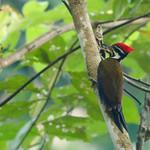 Olive-backed Woodpecker / Gecinulus rafflesii
