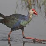 Grey-headed Swamphen / Porphyrio poliocephalus