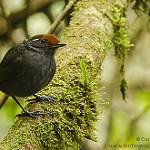Chestnut-crowned Gnateater / Conopophaga castaneiceps