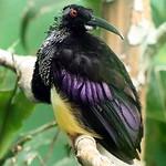 Нитчатая райская птица / Seleucidis melanoleucus