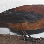 Охристый питоху / Pitohui kirhocephalus