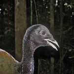 Dark-winged Trumpeter / Psophia viridis