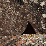Rufous-webbed Bush Tyrant / Cnemarchus rufipennis
